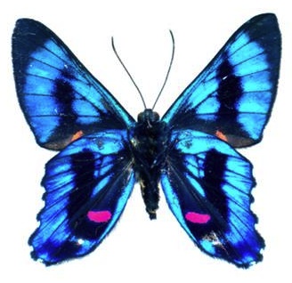 Dream butterfly